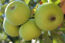 Яблоня «Куйбышевское»